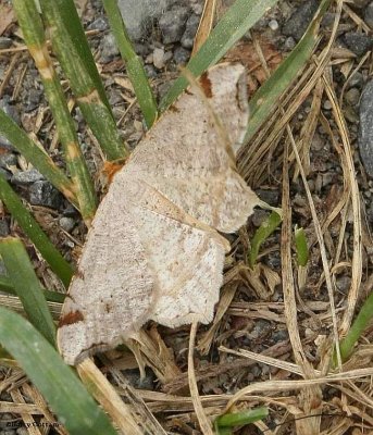 Red-headed inchworm moth (Macaria bisignata), #6342