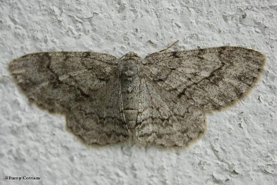 Geometrid moth, possibly one of the Carpet species
