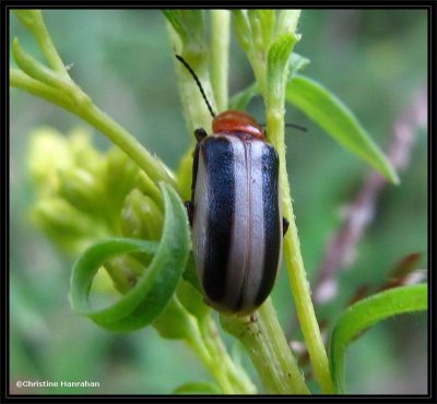 Flea beetle (Disonycha)