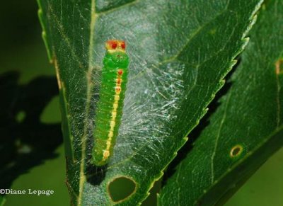 Cherry Dagger Moth caterpillar (Acronicta hasta), #9229