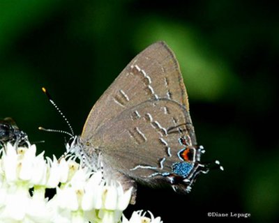 Gossamer Wings (Lycaenidae):  Coppers, Hairstreaks and Blues