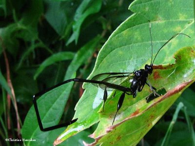 Pelecinus polyturator wasp, female