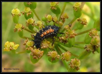 Asian lady beetle larva (Harmonia axyridis) on wild parsnip