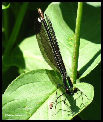 Ebony jewelwing (Calopteryx maculata), female