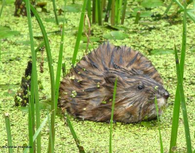 Muskrat