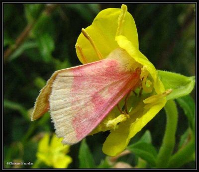 Primrose moth (Schinia florida) in Evening primrose,  #11164