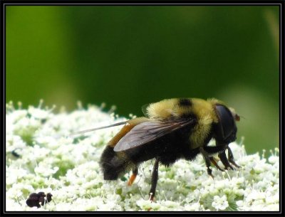 Hover fly (Eristalis flavipes)