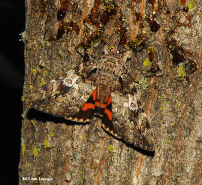 Ilia underwing (Catocala ilia), #8801