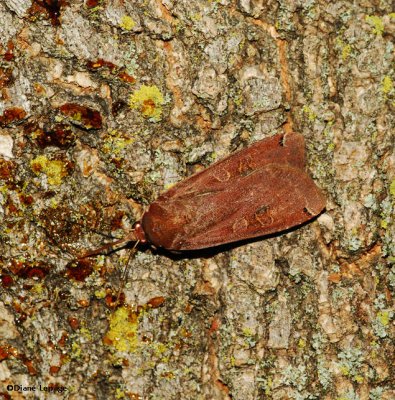 Large yellow underwing (Noctua pronuba), #11003.1