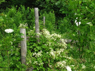 South end of Ash woods