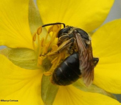 Sweat bee (Halictid sp.)