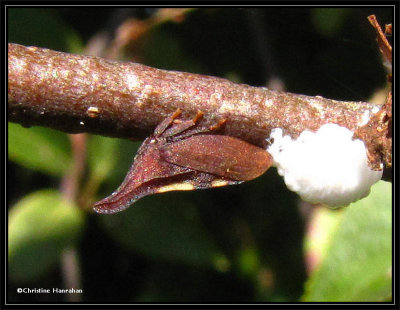 Treehopper (Enchenopa) laying eggs