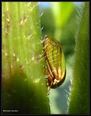 Treehopper (Acutalis tartarea)