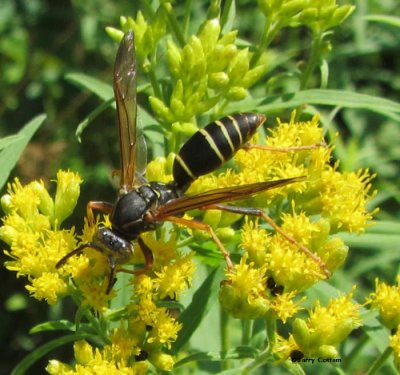 Vespid wasp