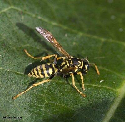 Paper Wasp (<em>Polistes dominula</em>)