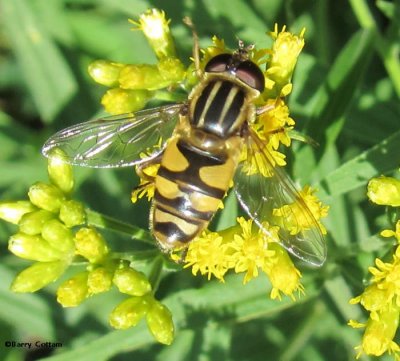Hover fly (Helophilus)