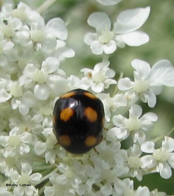 Lady beetle (Brachiacantha)
