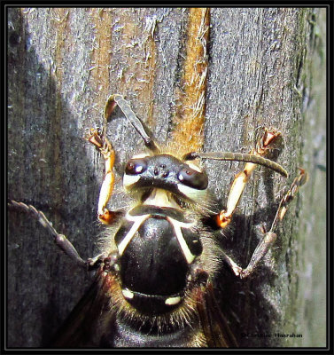 Bald-faced hornet (Dolichovespula maculata)