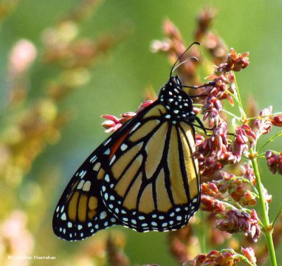 Monarch butterfly  (Danaus plexippus) resting on Sorghum