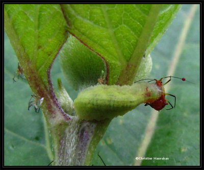 Hover fly larva with aphid