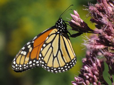 Monarch nectaring on joe-pye Weed (Eupatorium maculatum)
