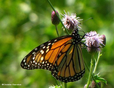 Monarch on Canada thistle (Cirsium arvense)