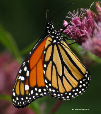 Monarch nectaring on joe-pye Weed (Eupatorium maculatum)