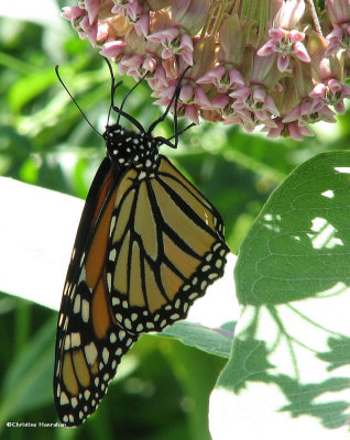 Monarch nectaring on common milkweed (Asclepias syriaca)