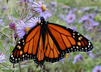 Monarch nectaring on  new england asters (Aster novae-angliae)