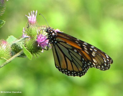 Monarch nectaring on common burdock (Arctium minus)