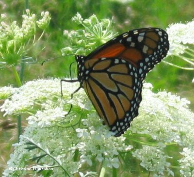 Monarch nectaring on queen  anne's lace (Daucus carota)