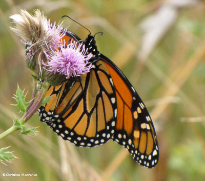 Monarch nectaring on Canada thistle (Cirsium arvense)