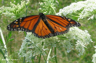 Monarch nectaring on queen annes lace (<em>Daucus carota</em>)