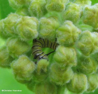 Monarch caterpillar inside Common milkweed