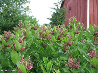 Common milkweed patch in the New Woods area