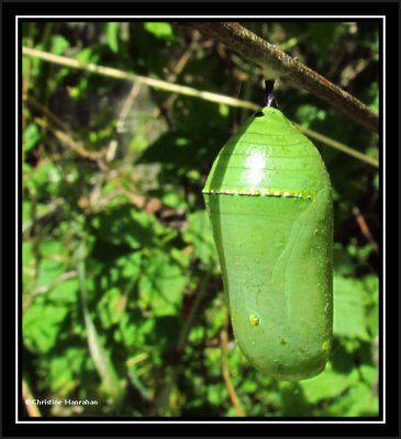 Monarch chrysalis