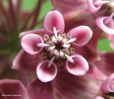 Closeup of Common milkweed flower
