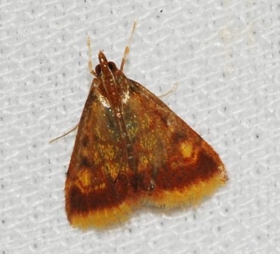 Mint-loving Pyrausta Moth (Pyrausta acrionalis), #5071
