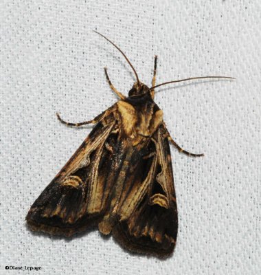 Dingy cutworm moth (Feltia jaculifera), #10670