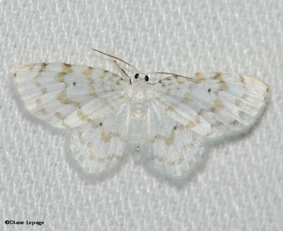 Hydrelia albifera, #7423