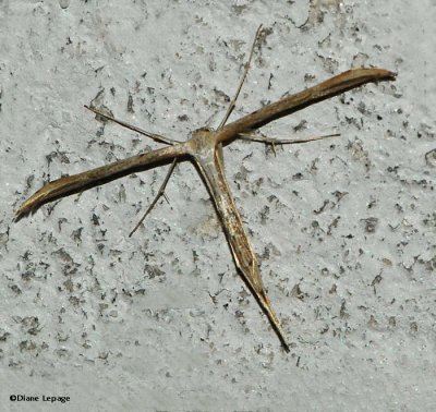 Morning-glory Plume moth (Emmelina monodactyla), #6234