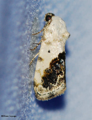 Olive-shaded Bird-dropping Moth (<em>Ponometia candefacta</em>), #9090