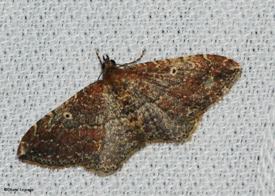 The Gem Moth (<em>Orthonama obstipata</em>), #7414