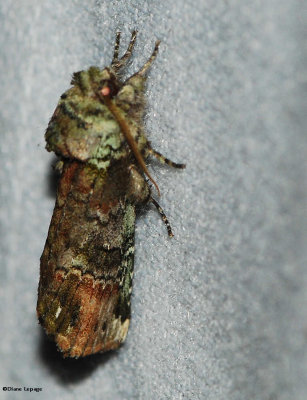 Unicorn Caterpillar Moth (Schizura unicornis), #8007