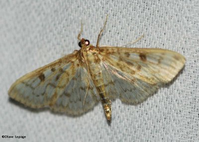 Smartweed Borer Moth (Ostrinia obumbratalis), #4947