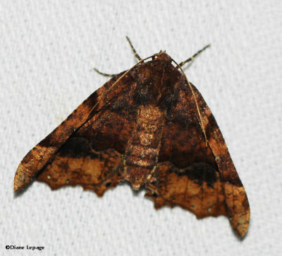 Morrison's Pero Moth (Pero morrisonaria), #6755