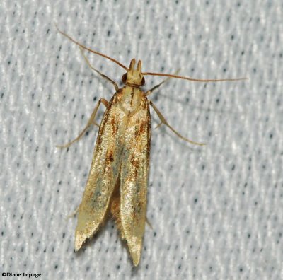 Pre-torticid moth