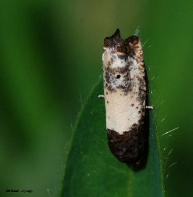 Goldenrod gall moth (Epiblema scudderiana), #3186