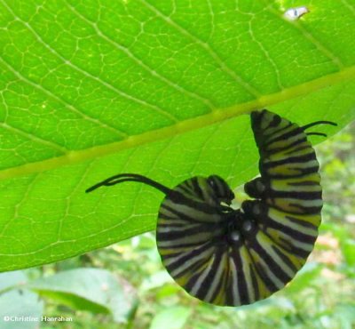 Monarch caterpillar in the J position just before forming a chrysalis