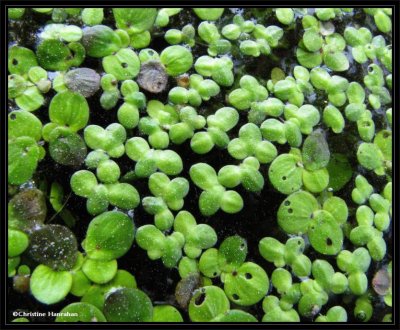 Duckweed (Lemna minor)